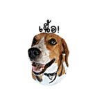 Beagle Cute Dog（個別スタンプ：24）