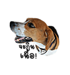 Beagle Cute Dog（個別スタンプ：25）