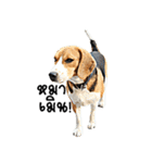 Beagle Cute Dog（個別スタンプ：26）