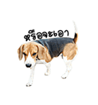Beagle Cute Dog（個別スタンプ：27）