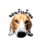 Beagle Cute Dog（個別スタンプ：28）