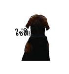 Beagle Cute Dog（個別スタンプ：31）
