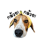 Beagle Cute Dog（個別スタンプ：33）