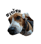 Beagle Cute Dog（個別スタンプ：34）