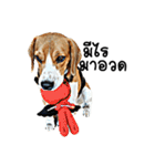 Beagle Cute Dog（個別スタンプ：35）
