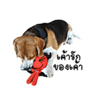 Beagle Cute Dog（個別スタンプ：36）