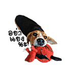 Beagle Cute Dog（個別スタンプ：37）