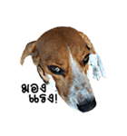 Beagle Cute Dog（個別スタンプ：38）