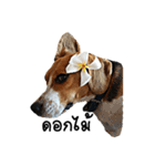 Beagle Cute Dog（個別スタンプ：39）