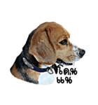 Beagle Cute Dog（個別スタンプ：40）