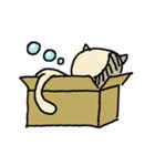 Box-Cat（個別スタンプ：10）