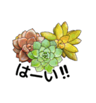 多肉植物で挨拶！（個別スタンプ：4）