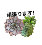 多肉植物で挨拶！（個別スタンプ：17）