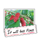 Fruit photo greeting card（個別スタンプ：1）