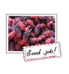 Fruit photo greeting card（個別スタンプ：2）