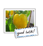 Fruit photo greeting card（個別スタンプ：13）
