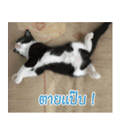 Hello Everyday [TH]（個別スタンプ：9）