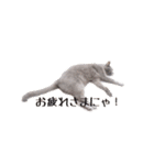 ロシアンブルー風グレー猫写真スタンプ（個別スタンプ：9）