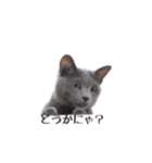 ロシアンブルー風グレー猫写真スタンプ（個別スタンプ：12）