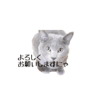 ロシアンブルー風グレー猫写真スタンプ（個別スタンプ：21）