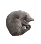 ロシアンブルー風グレー猫写真スタンプ（個別スタンプ：23）