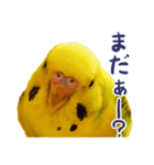 インコのモグ（実写版)（個別スタンプ：4）