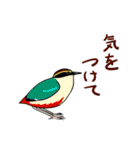 Wild Bird Sticker 2.1（個別スタンプ：2）