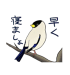 Wild Bird Sticker 2.1（個別スタンプ：11）