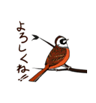 Wild Bird Sticker 2.1（個別スタンプ：21）