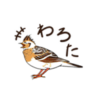 Wild Bird Sticker 2.1（個別スタンプ：27）