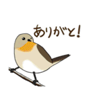 Wild Bird Sticker 2.1（個別スタンプ：30）