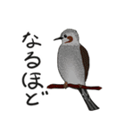 Wild Bird Sticker 2.1（個別スタンプ：34）