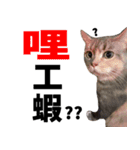 Nyami2（個別スタンプ：13）