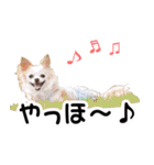 ちわわーーーん3ハクと小梅（個別スタンプ：1）