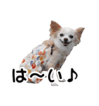 ちわわーーーん3ハクと小梅（個別スタンプ：2）