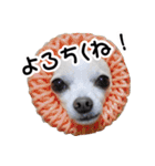 ちわわーーーん3ハクと小梅（個別スタンプ：3）