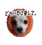 ちわわーーーん3ハクと小梅（個別スタンプ：4）