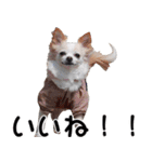 ちわわーーーん3ハクと小梅（個別スタンプ：10）