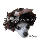 ちわわーーーん3ハクと小梅（個別スタンプ：11）
