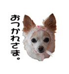 ちわわーーーん3ハクと小梅（個別スタンプ：14）