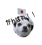 ちわわーーーん3ハクと小梅（個別スタンプ：15）