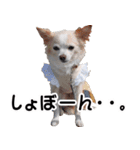 ちわわーーーん3ハクと小梅（個別スタンプ：21）
