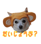 ちわわーーーん3ハクと小梅（個別スタンプ：22）