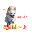ちわわーーーん3ハクと小梅（個別スタンプ：23）