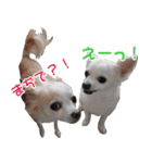 ちわわーーーん3ハクと小梅（個別スタンプ：24）