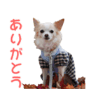 ちわわーーーん3ハクと小梅（個別スタンプ：25）