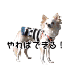 ちわわーーーん3ハクと小梅（個別スタンプ：31）