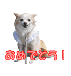 ちわわーーーん3ハクと小梅（個別スタンプ：32）