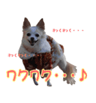 ちわわーーーん3ハクと小梅（個別スタンプ：33）