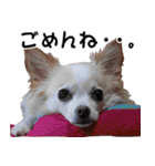 ちわわーーーん3ハクと小梅（個別スタンプ：34）